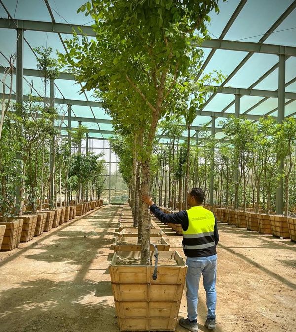 Nursery and Plants Co - Premier Plant Supplier